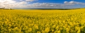 canola 18
